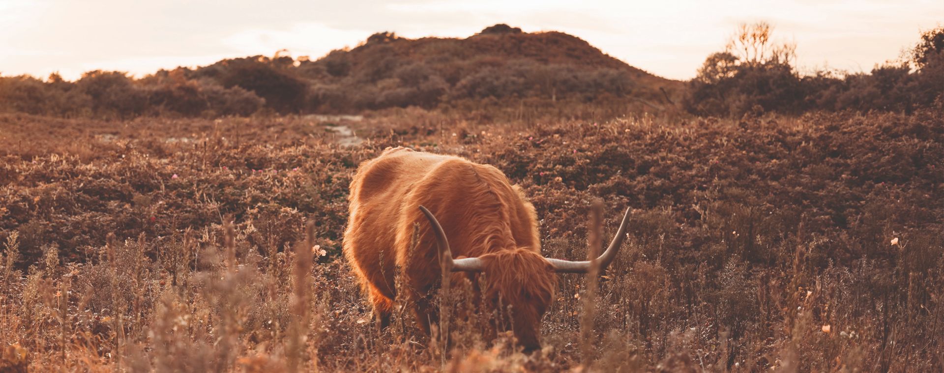 De texelse natuur
